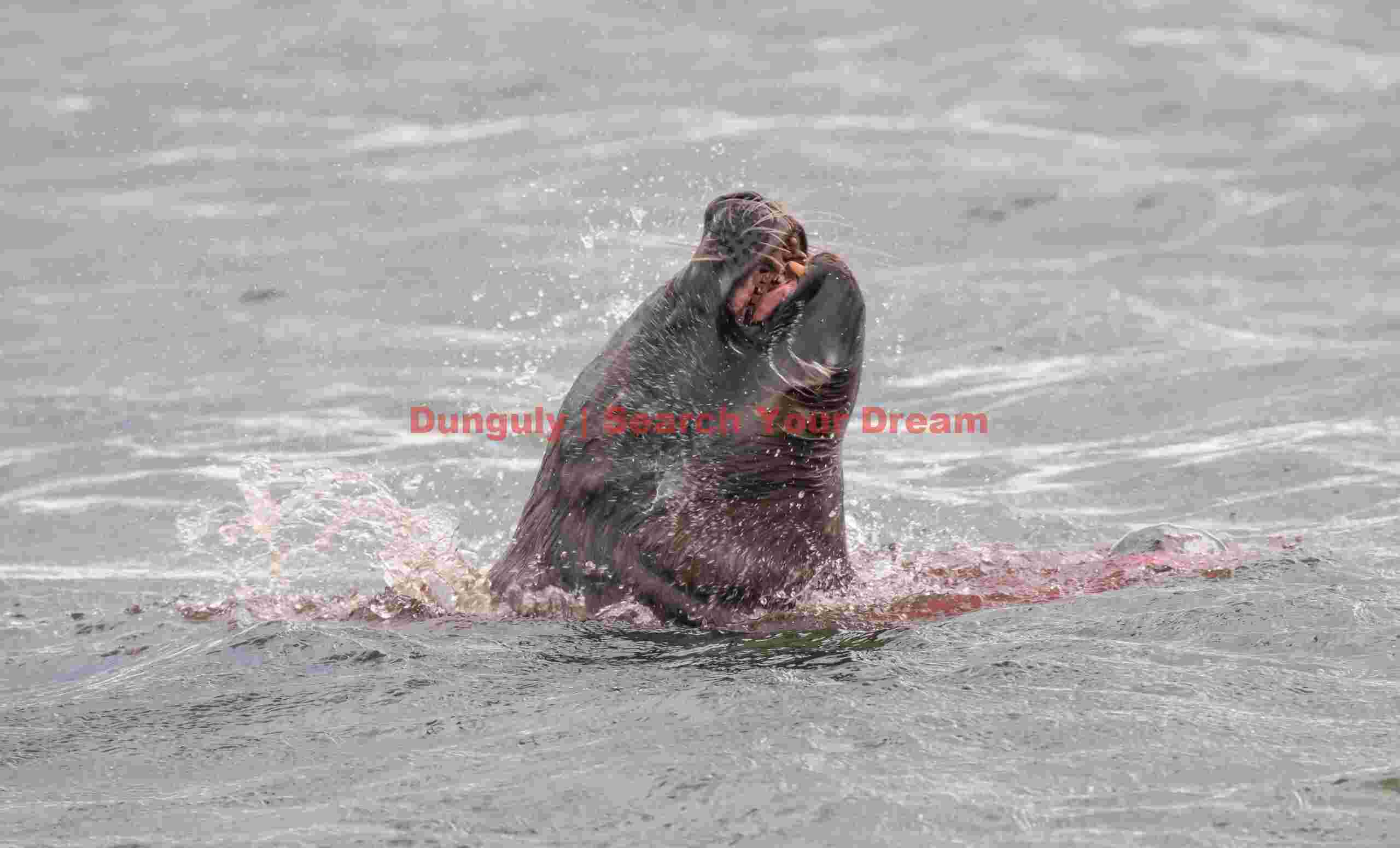 Aftermath- blood-stained sea lion in sea; Grave Cove, Falklands Aftermath- blood-stained sea lion in sea