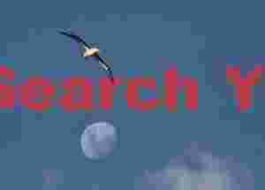 Albatross, moon and cloud