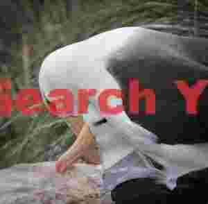 Amorous black-browed albatros spair #1