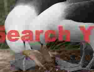 Amorous black-browed albatross pair #2