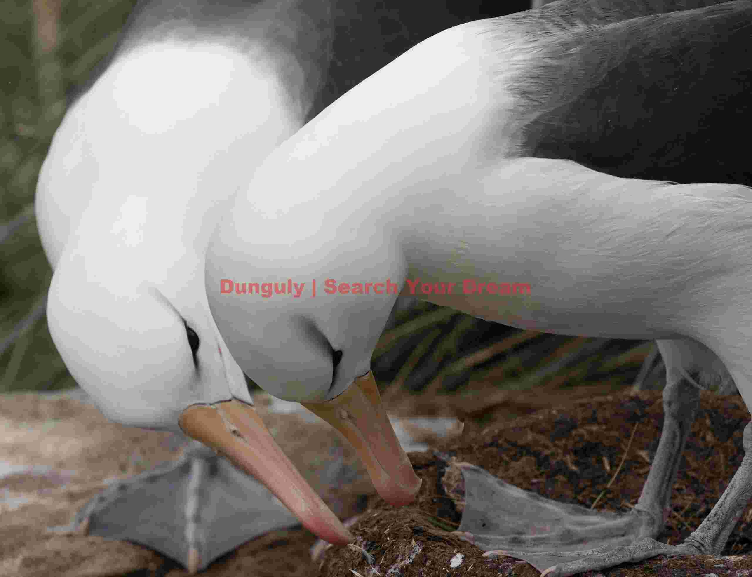 Amorous black-browed albatross pair #2; Westpoint Island, Falklands Westpoint Island, Falklands Amorous black-browed albatross pair #2