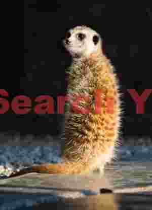 Meerkat (Suzie) portrait #2