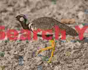 Northern black Korhaan