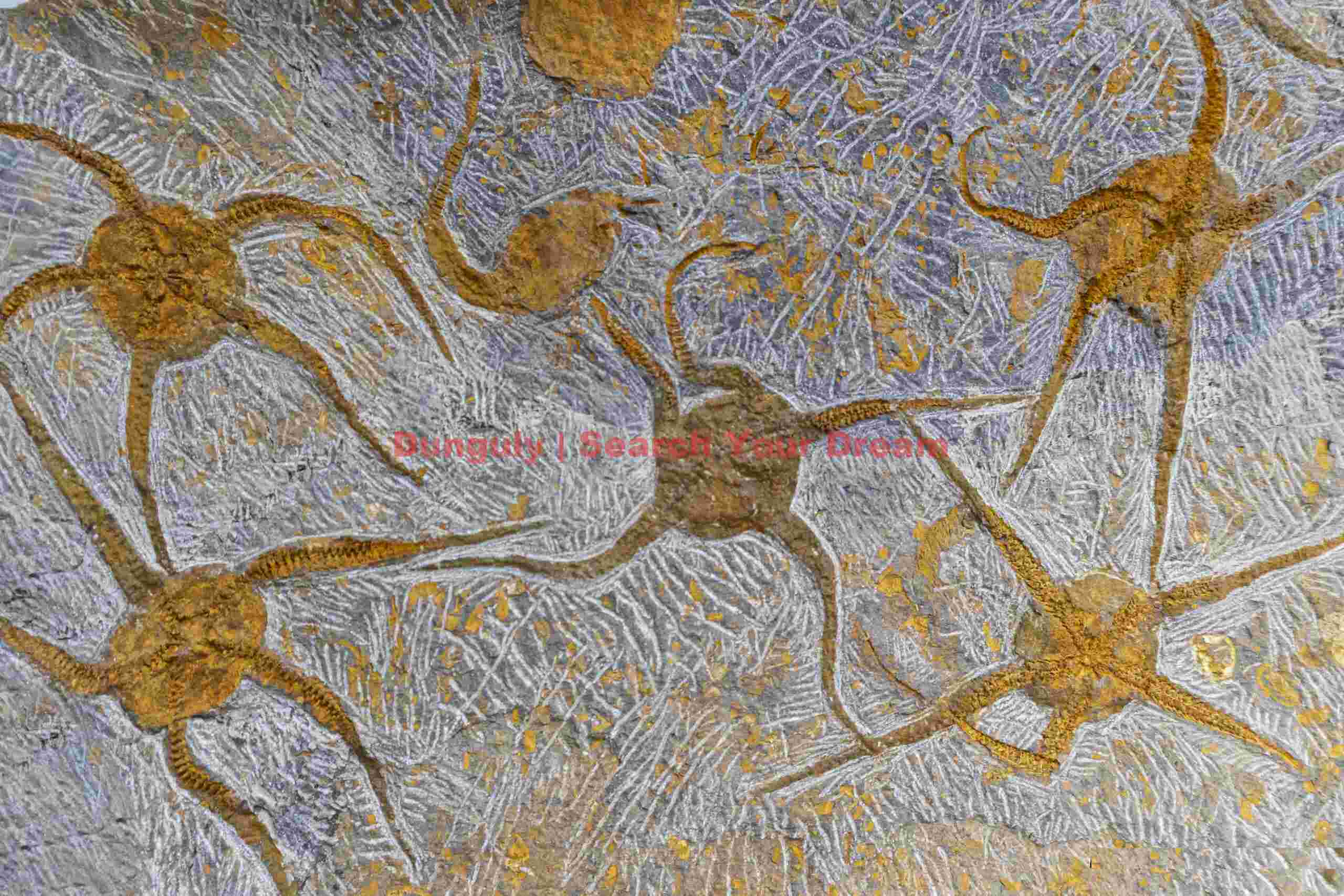 Ophiura brittle star - orange; Midelt, Morocco Ophiura brittle star - orange