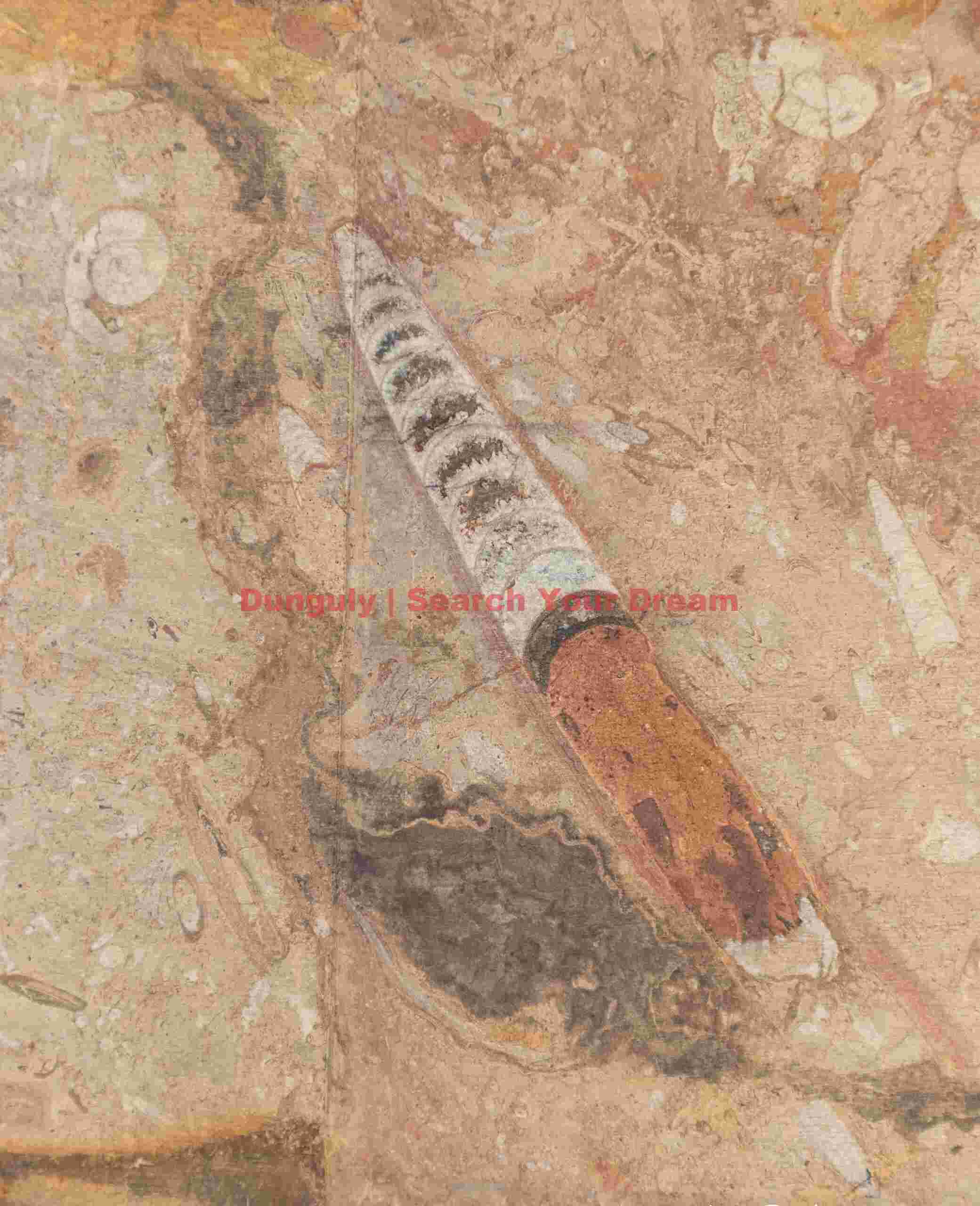 Orthoceras fossil; Morocco Orthoceras fossil