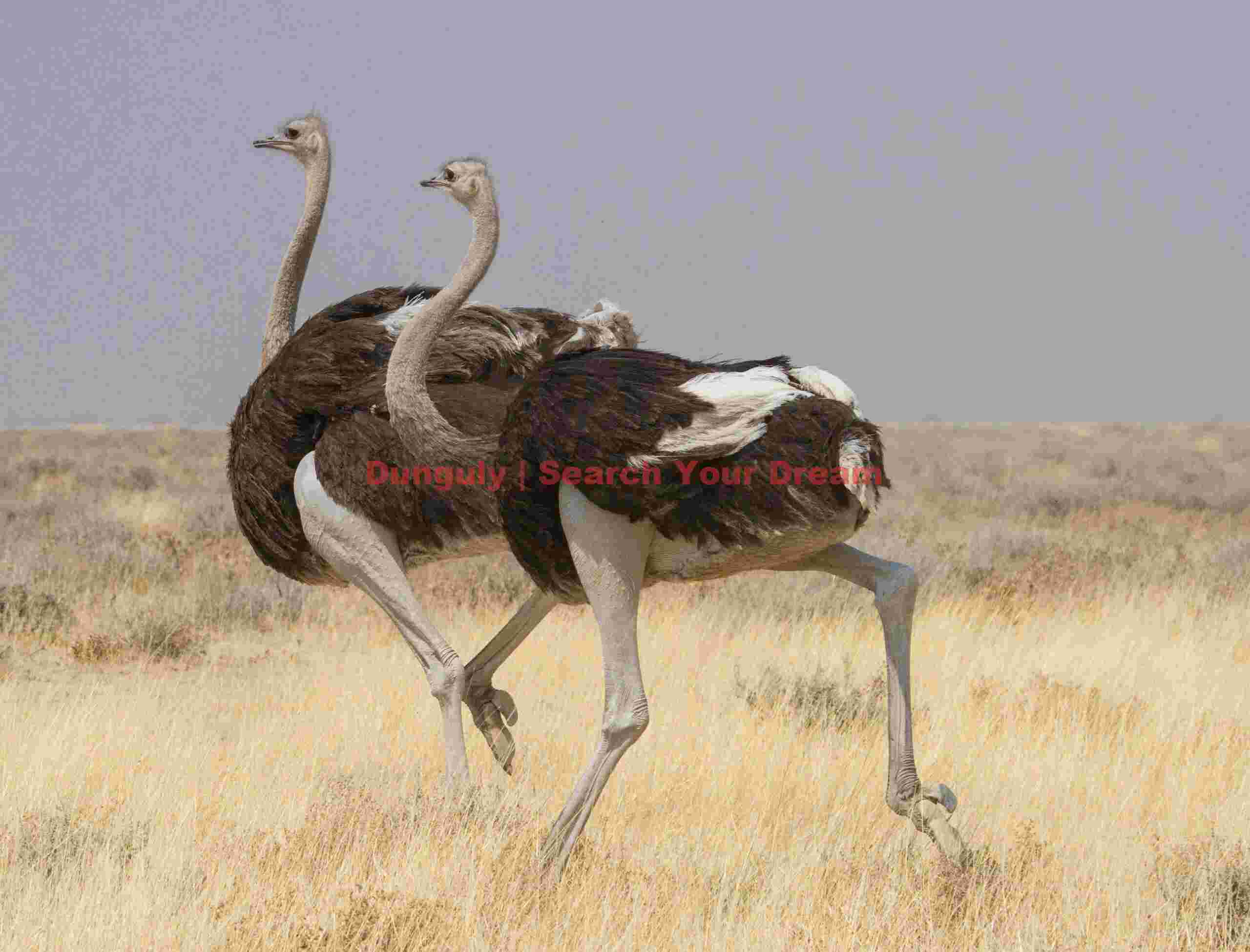 Ostrich double; Etosha N.P, Namibia Ostrich double