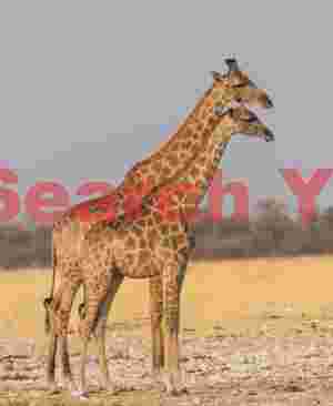 Reticulated giraffe pair