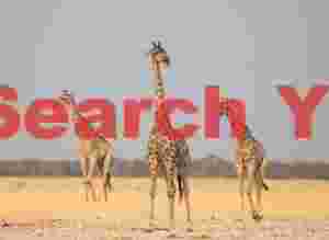 Reticulated giraffe triplet