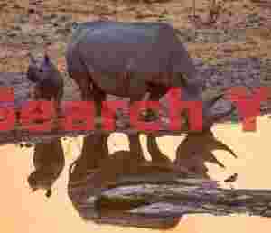 Rhino andcalf evening reflection in waterhole