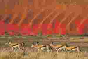Scalloped dunewith springboks