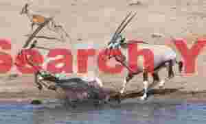Skitterish oryx