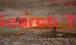 Solitary zebra and red dust-trail