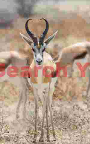 Springbock portrait