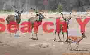 Springbok leading procession of greater kudu