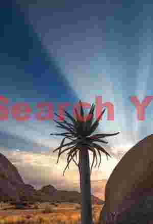 Sunrise God-rays over Aloe asperifola