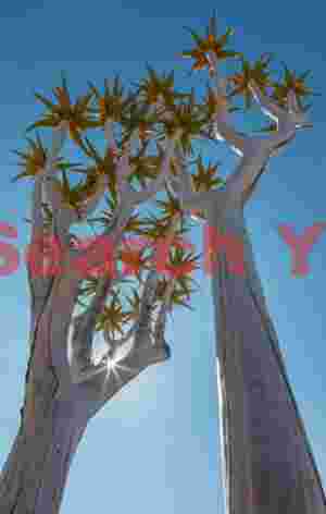 Towering aloe dichotomous with sunstar