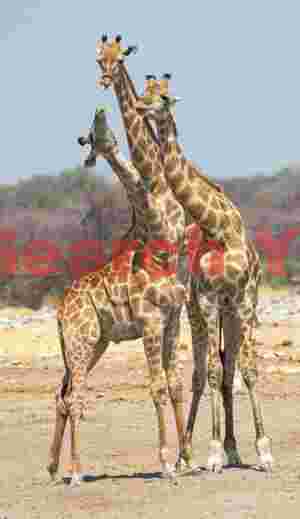 Triple intertwined necks