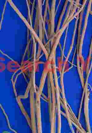 Vines on blue wall