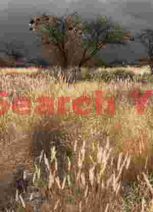 Weaver-bird nest and backlit grasses