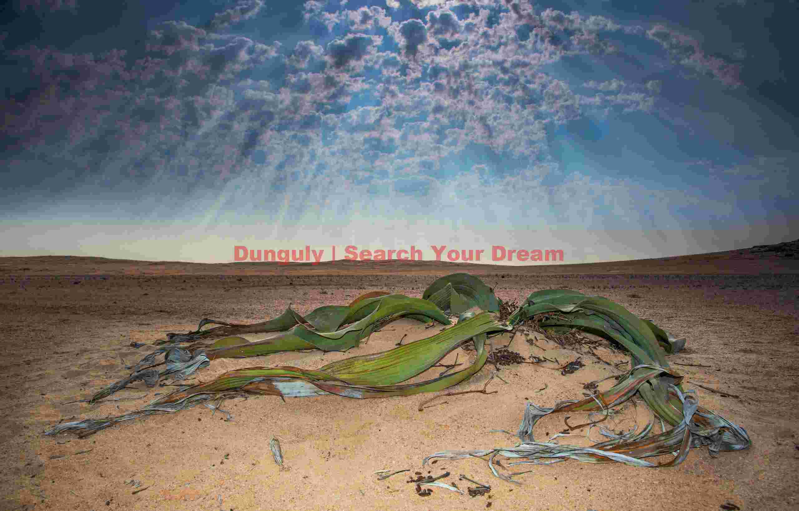 Welwitschia mirabilis; Namib-Nakluft National Park, Namibia Welwitschia mirabilis