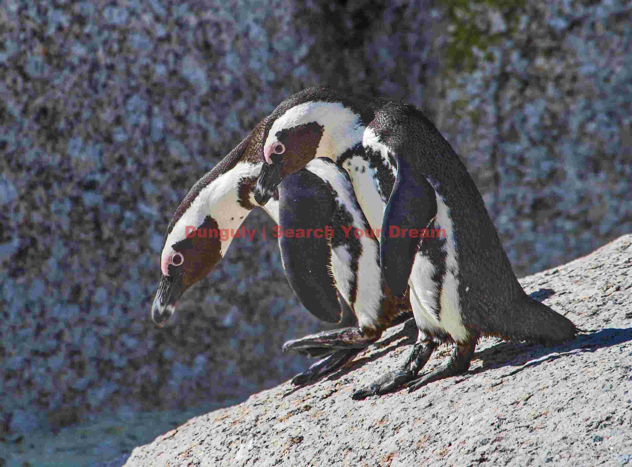 You go first!; African penguin, Boulder's Beach, South Africa You go first!