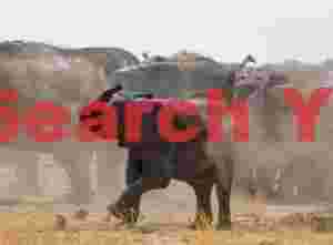 Young elephant dusting