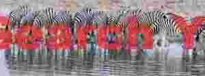 Zebra in orderly drinking line
