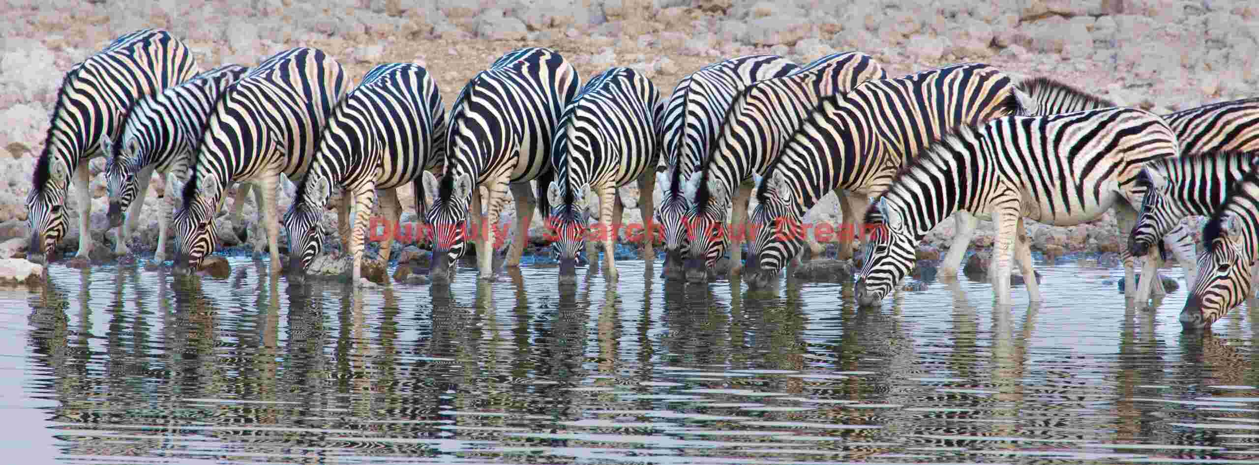 Zebra in orderly drinking line; Etosha N.P, Namibia Zebra in orderly drinking line