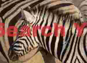 Zebra pair #1