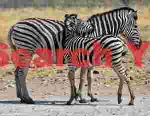Zebra pair #2