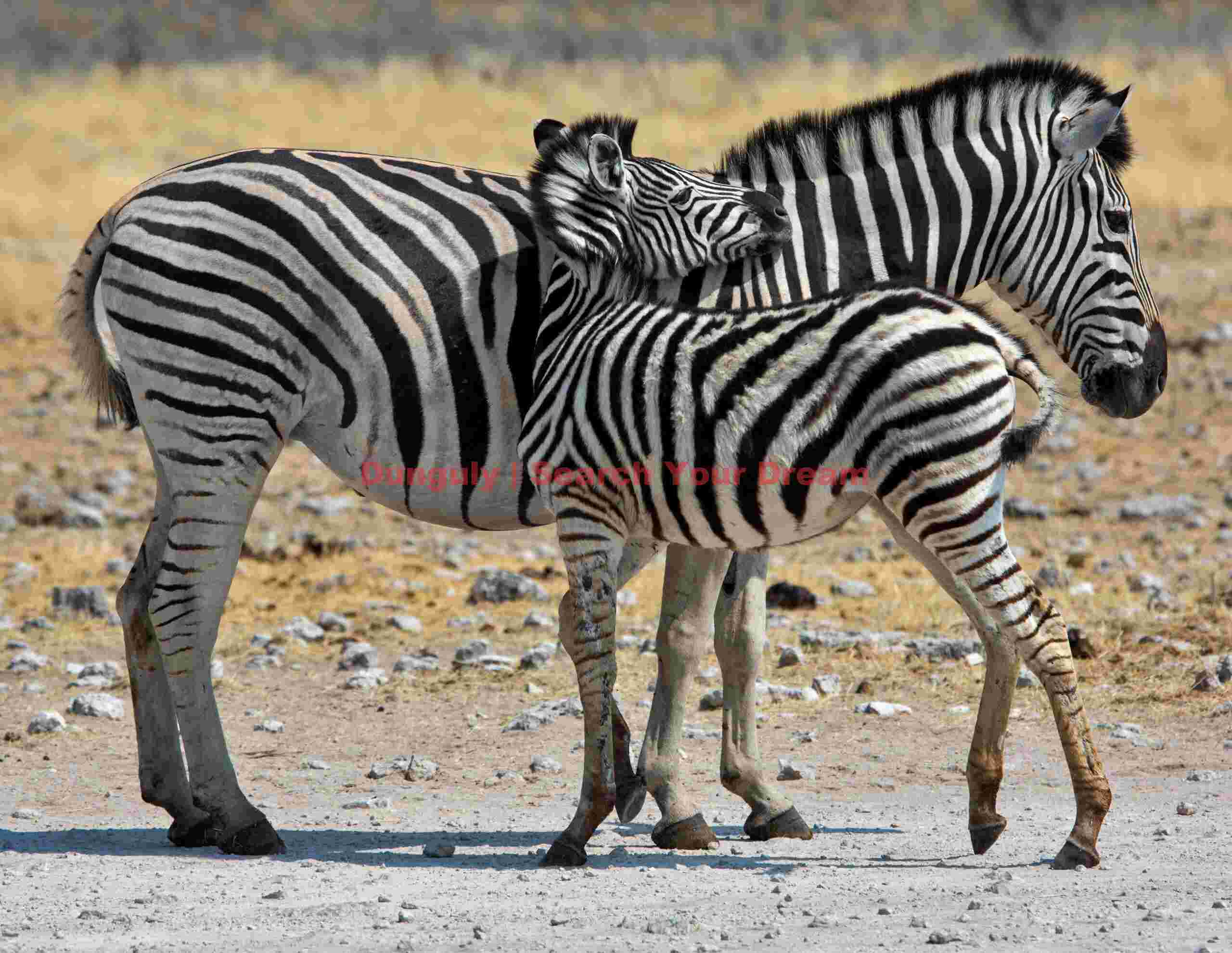 Zebra pair #2; Etosha N.P, Namibia Zebra pair #2