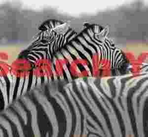 Zebra trio