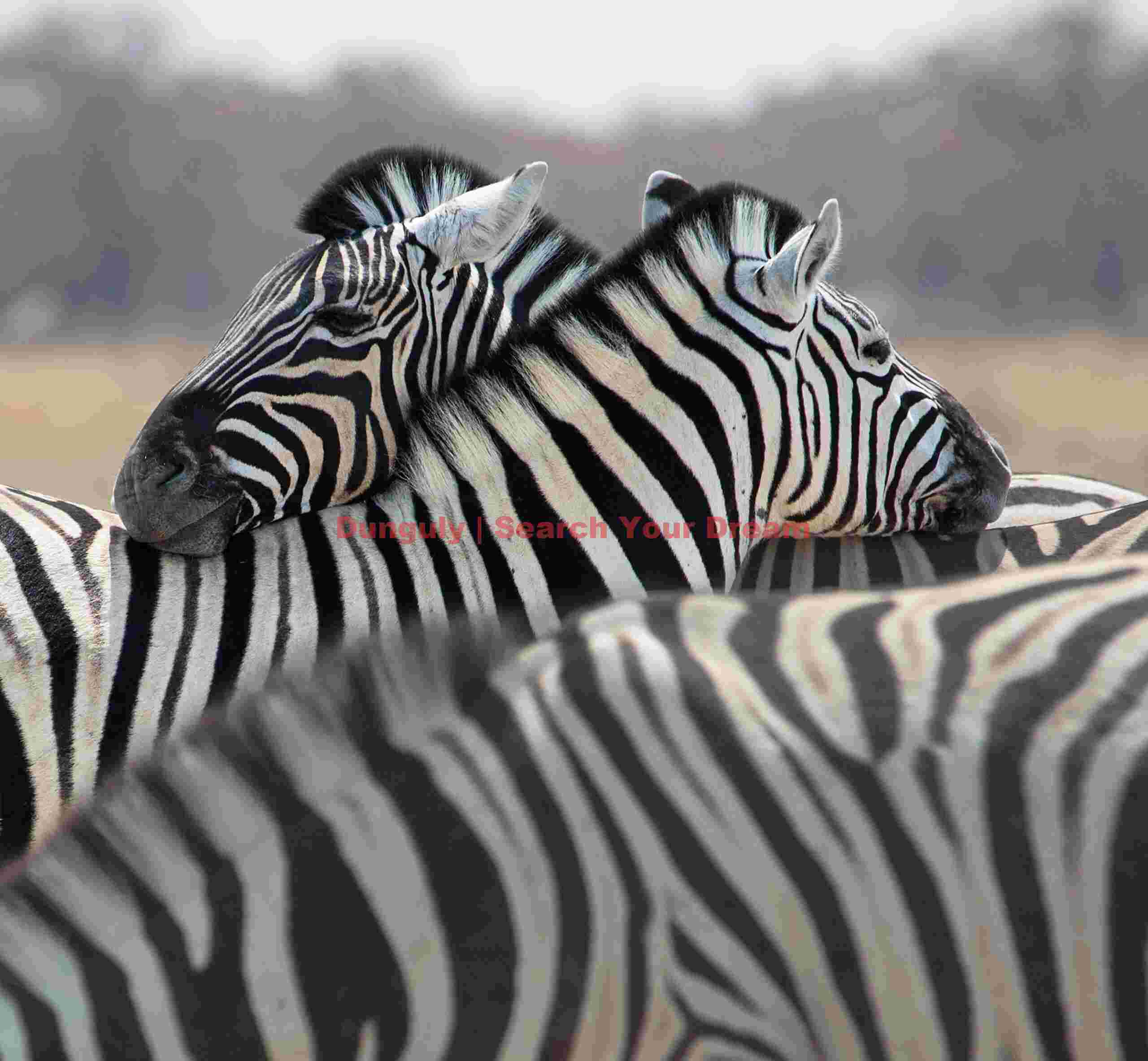 Zebra trio; Etosha N.P, Namibia Zebra trio