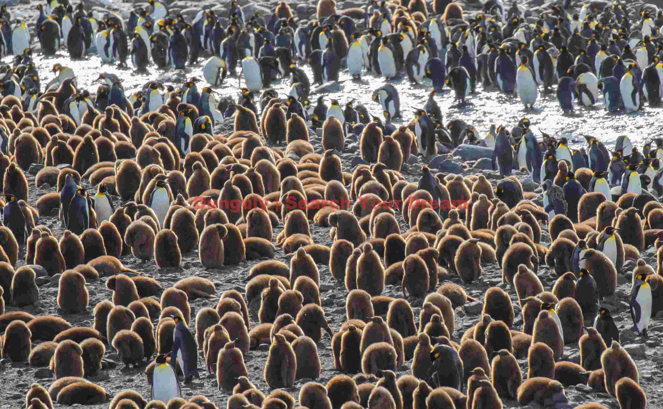 A mass of oakum boys; Saint Andrews Bay, South Georgia A mass of oakum boys