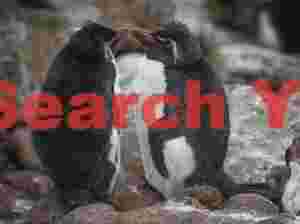 Amorous rockhoppers