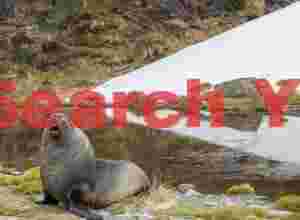 Arrow points to a fur seal
