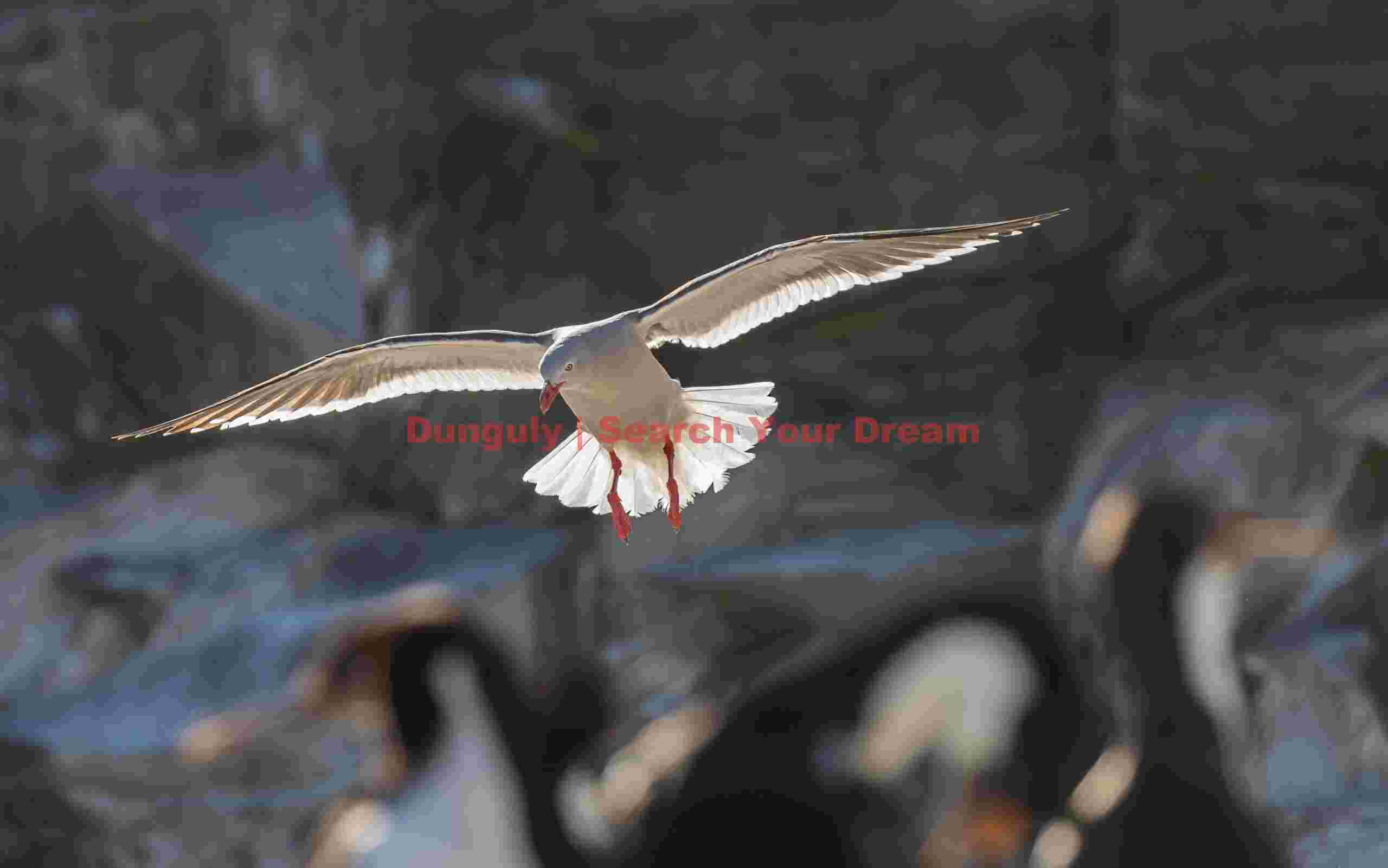 Back-lit Kelp Gull in flight; Sea Lion Island, Falkland Islands Back-lit Kelp Gull in flight