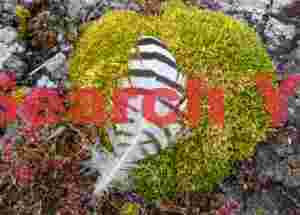 Banded feather on moss