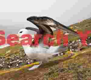 Black-browed albatross about to take flight