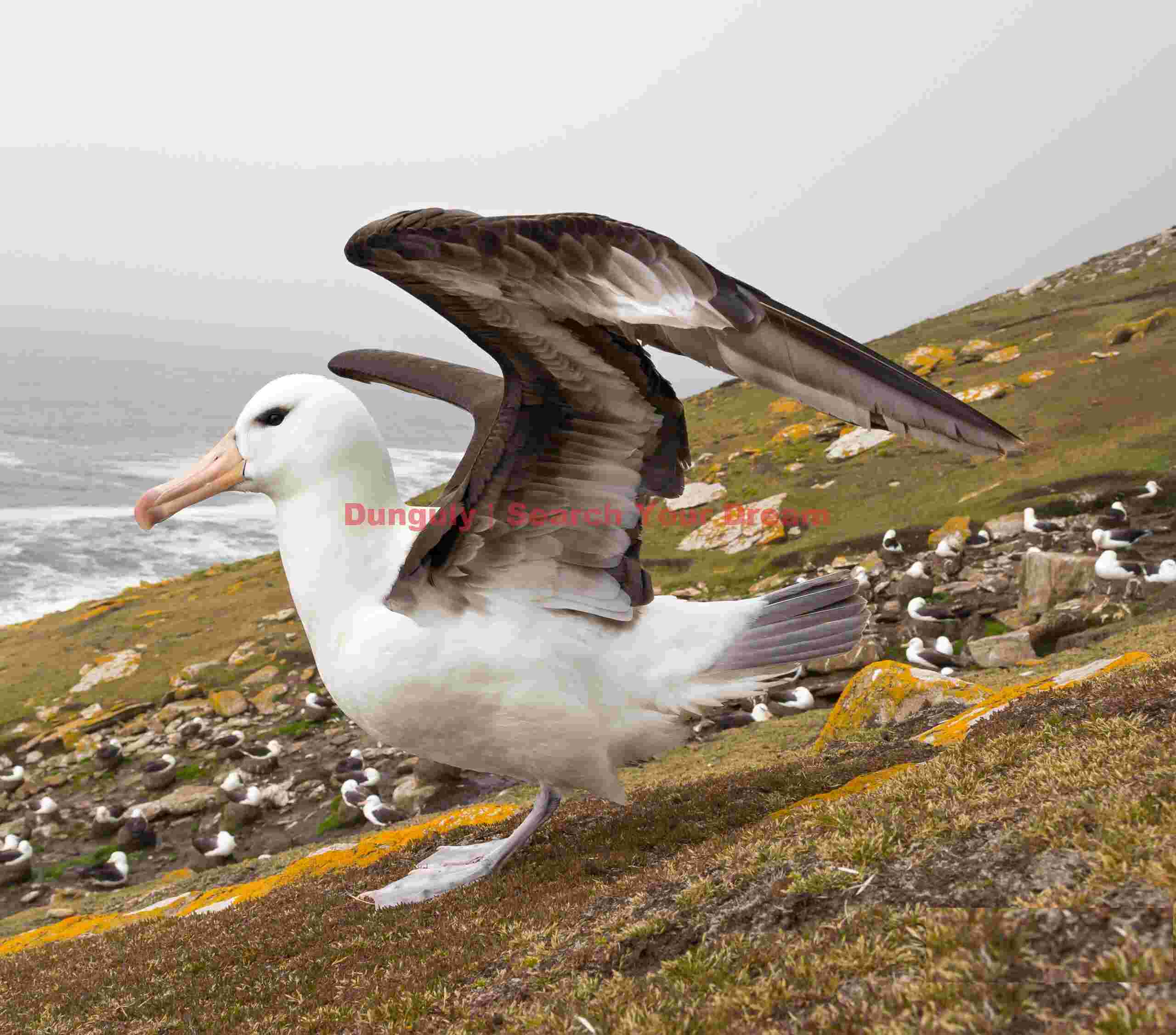 Black-browed albatross about to take flight; Saunders Island, Falkland Islands Black-browed albatross about to take flight