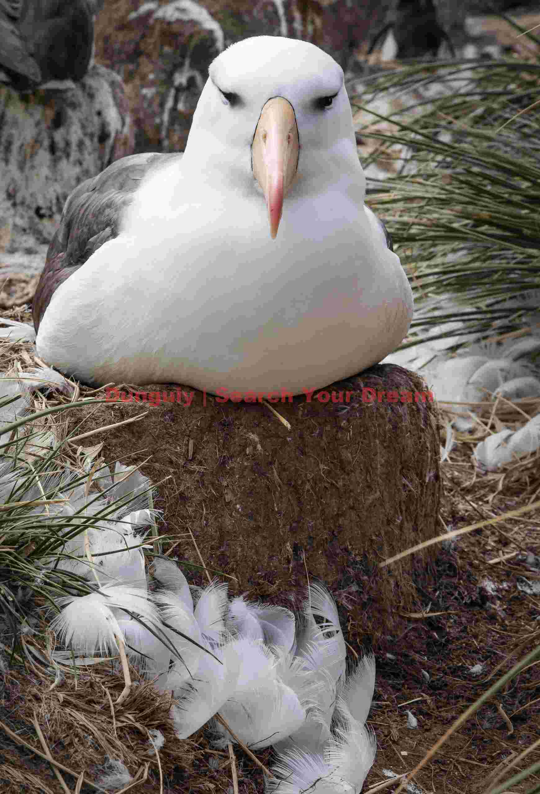 Black-browed albatross and feathers; Steeple Jason, Falkland Islands Black-browed albatross and feathers