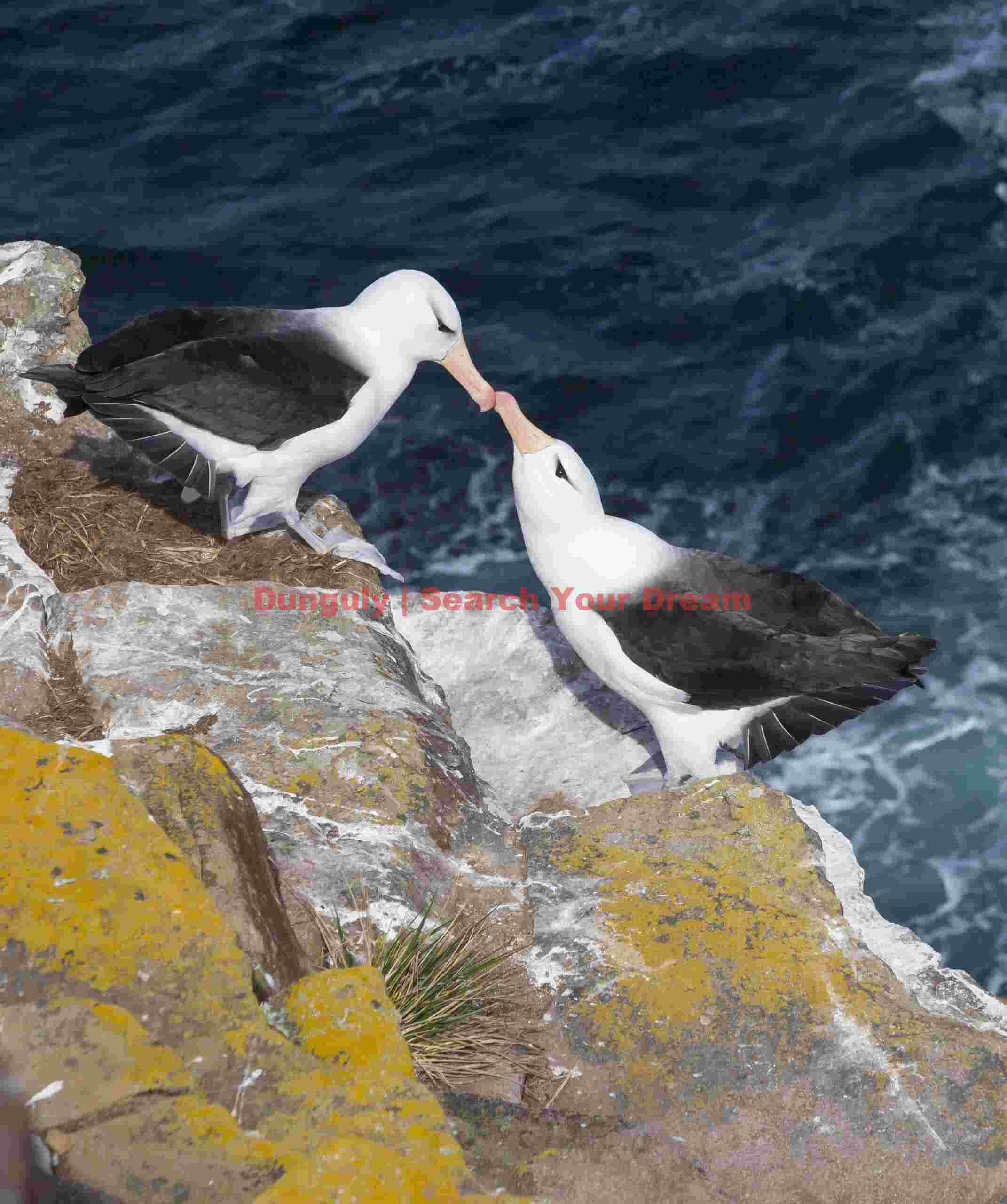 Black browed albatross - courting pair; Falkland Islands Black browed albatross - courting pair