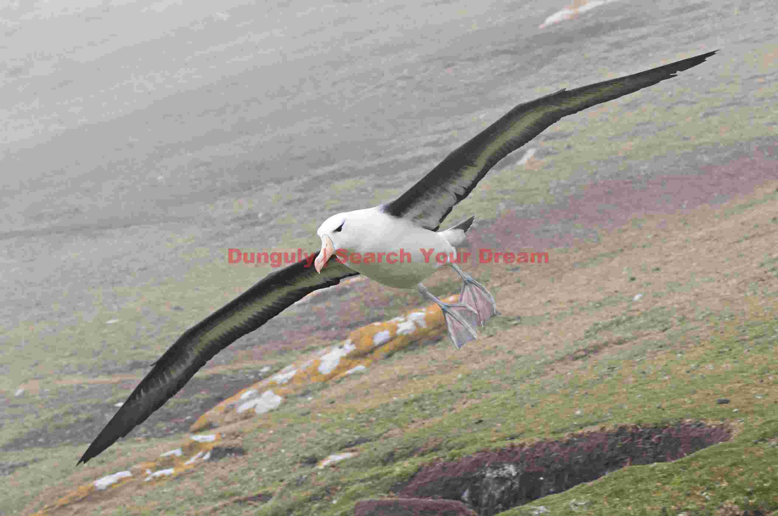 Black-browed albatross flying above typical Falklands scenery; Saunders Island, Falkland Islands Black-browed albatross flying above typical Falklands scenery