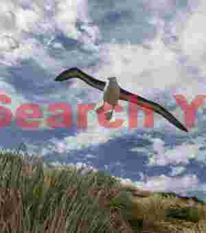 Black browed albatross glide path