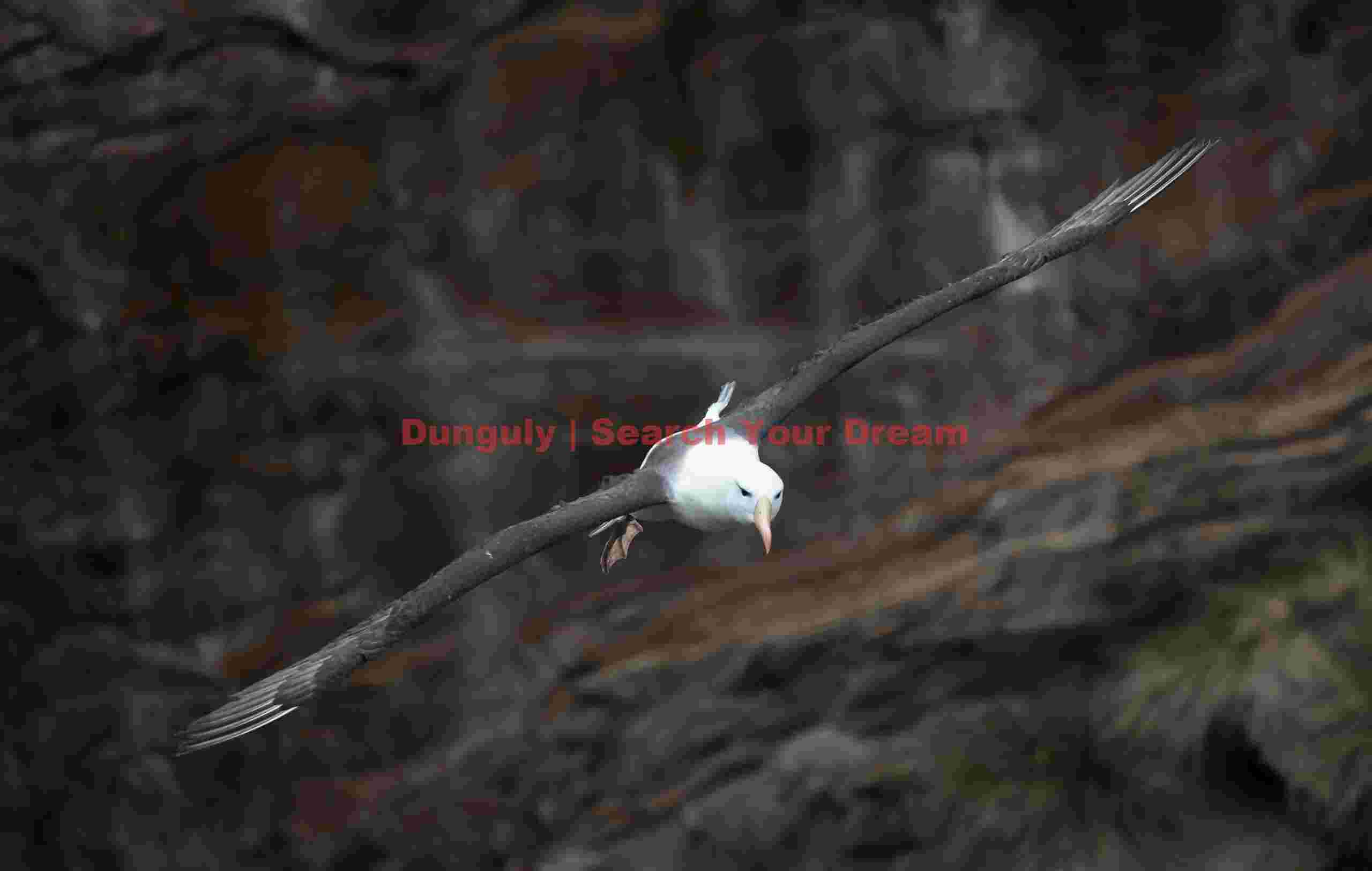 Black-browed albatross, head-on shot before cliff; Westpoint Island, Falklands Black-browed albatross, head-on shot before cliff