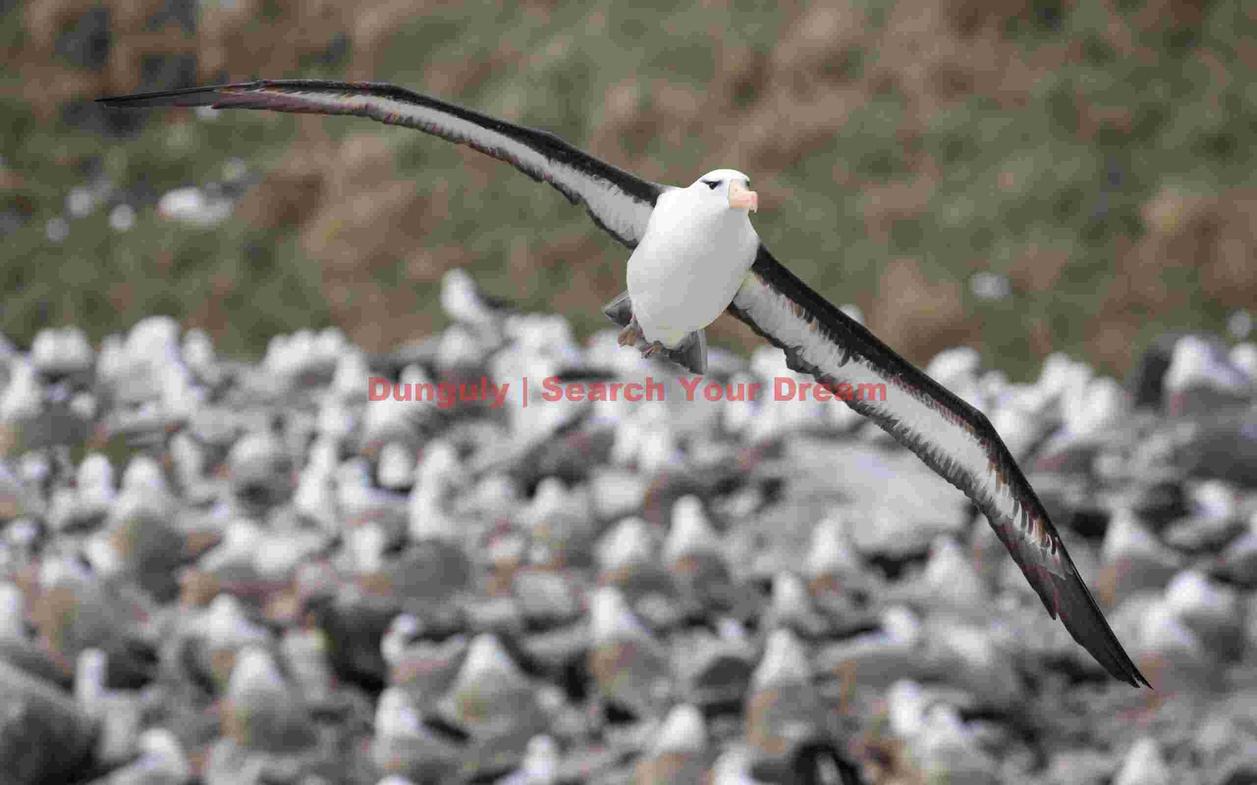 Black-browed albatross in flight over dense colony; Grand Jason, Falkland Islands Black-browed albatross in flight over dense colony