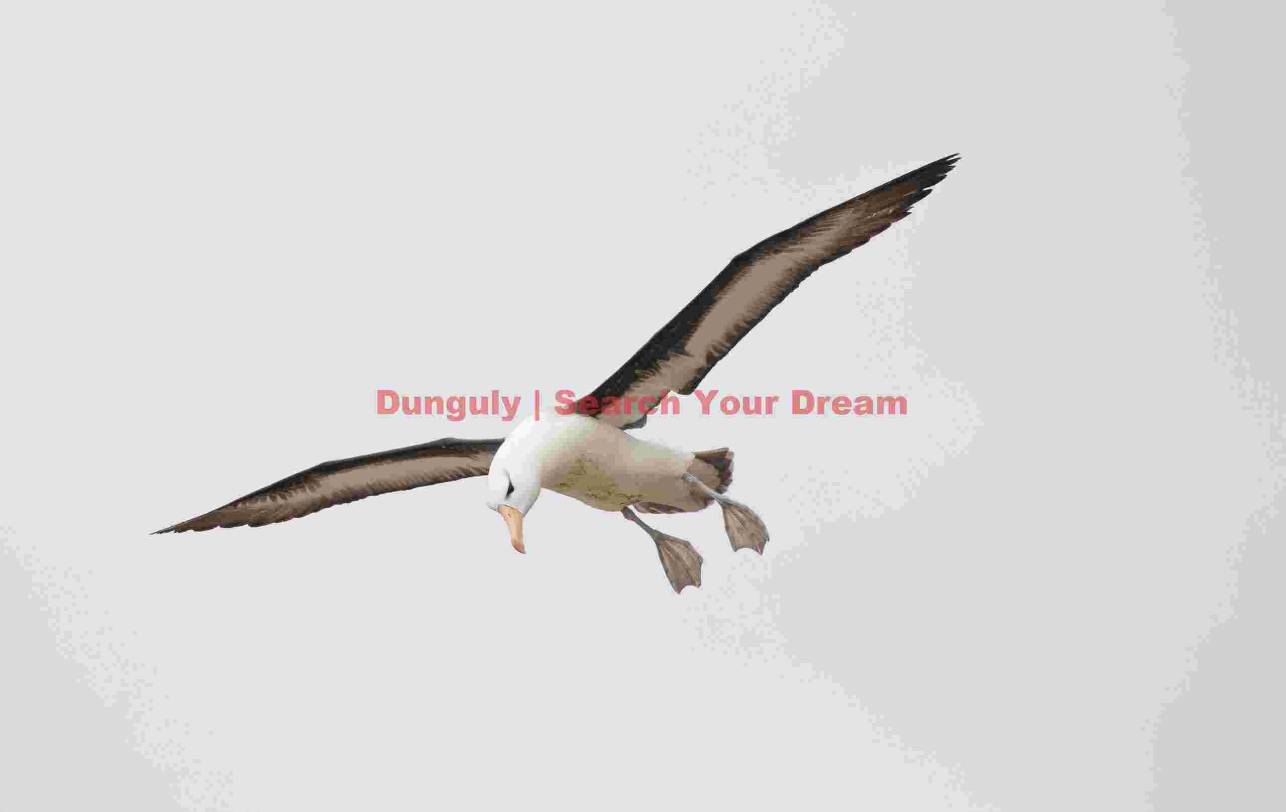 Black-browed albatross looking down in flight Saunders Island, Falkland Islands Black-browed albatross looking down in flight Saunders Island, Falkland Islands