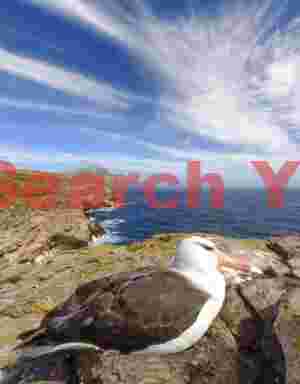 Black browed albatross on nest