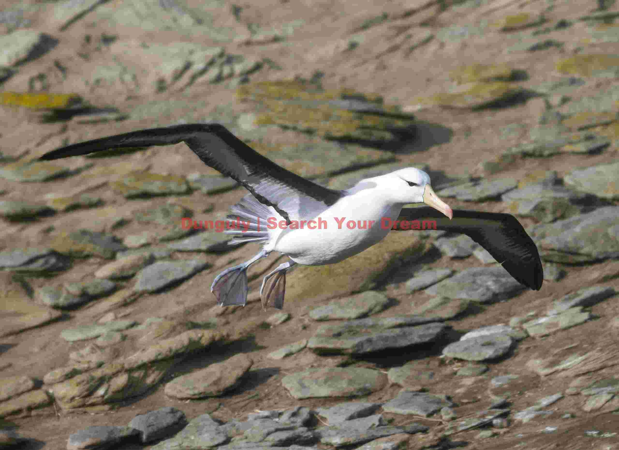 Black browed albatross over rocks; Falkland Islands Black browed albatross over rocks