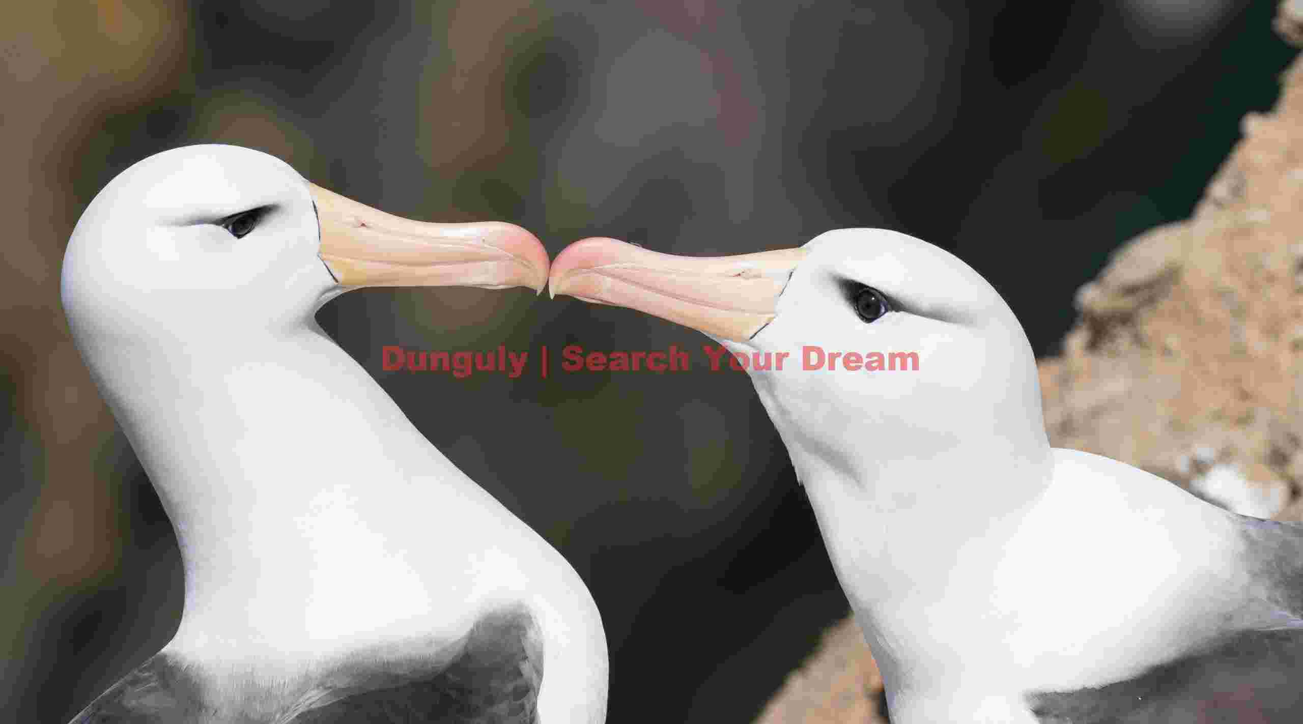 Black-browed albatross pair touching bills; Westpoint Island, Falklands Black-browed albatross pair - white on black